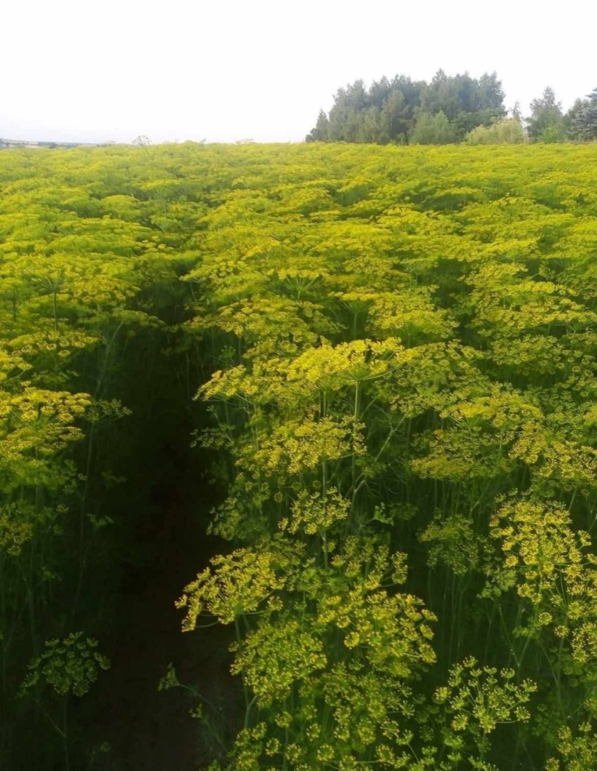 I'm selling beautiful dill, always fresh, cut to order