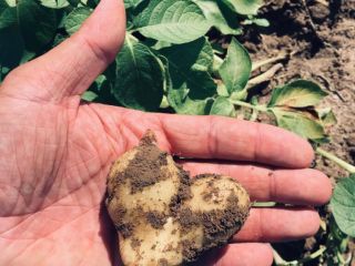 Ponc offers edible potatoes for sale – fresh, tasty,