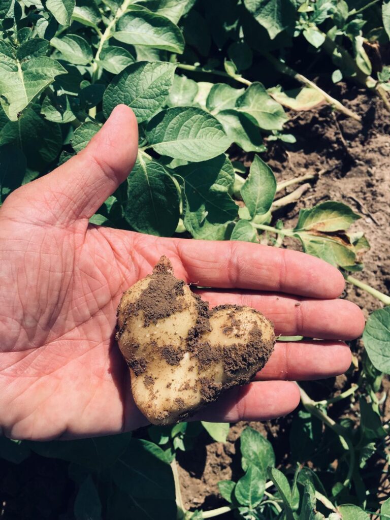 Ponc offers edible potatoes for sale – fresh, tasty, and healthy, straight from its own farm! Varieties ideal for cooking, baking, French fries, and salads