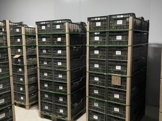 Eksport świeżego melona z Uzbekistanu 1 kg - 3,4