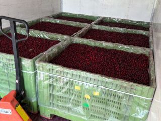This season, we are offering industrial-grade sour cherries of
