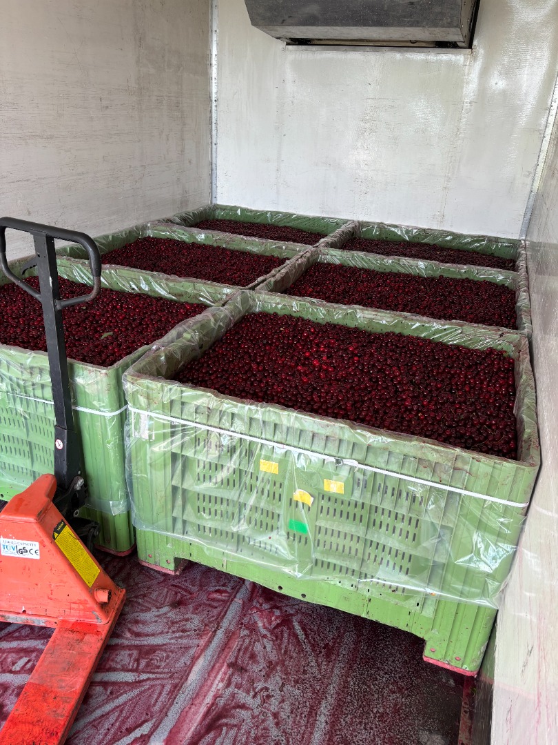 This season, we are offering industrial-grade sour cherries of the Łutówka variety from our own orchards