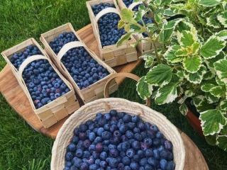 Blueberries straight from a local plantation, organic, unsprayed