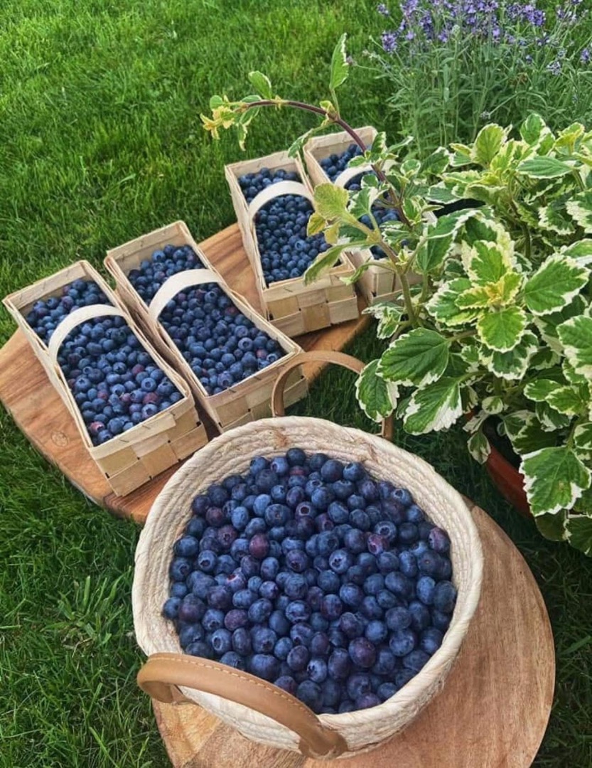 Blueberries straight from a local plantation, organic, unsprayed