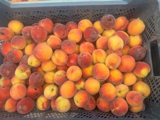 I'm selling Harnaś peaches after a hailstorm. Large quantities,