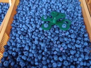 Fresh 100% organic blueberies with GG, GRASP, eco certificates.