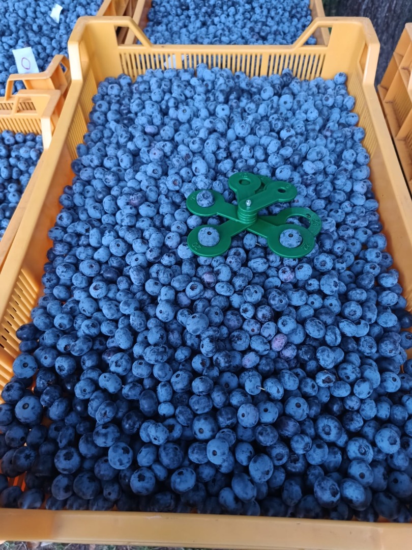 Fresh 100% organic blueberies with GG, GRASP, eco certificates