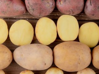 Fresh Albanian Potatoes – Season Starts in 3 Months
