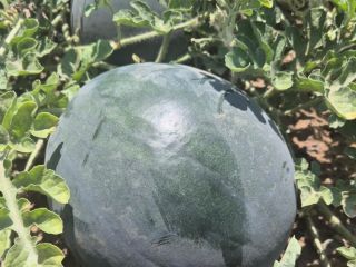 Fresh watermelon from Lorca (Murcia), grown under the Mediterranean
