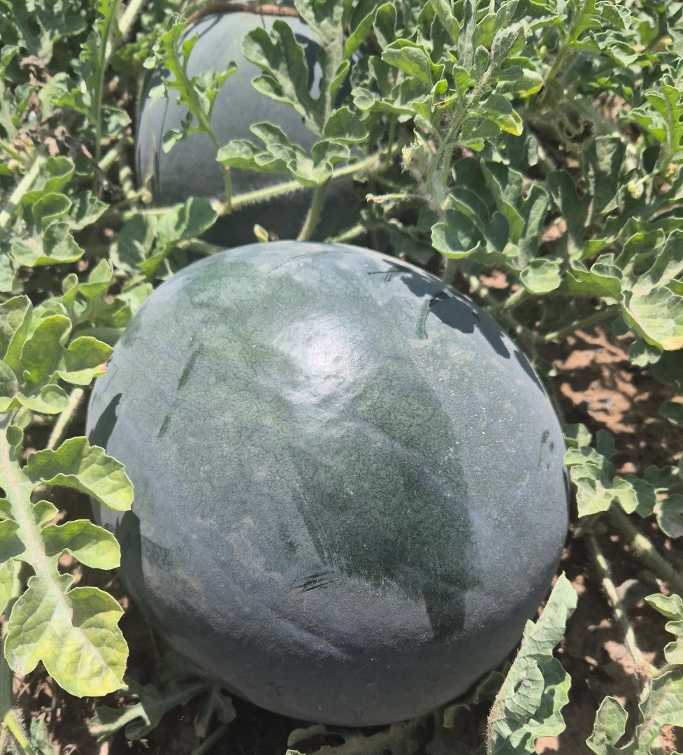 Fresh watermelon from Lorca (Murcia), grown under the Mediterranean sun