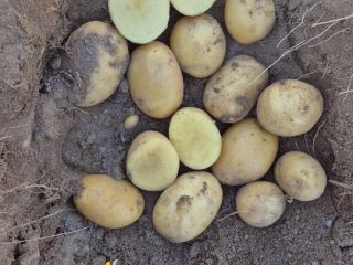 We Are A potatoes producers, High Quality Agata and