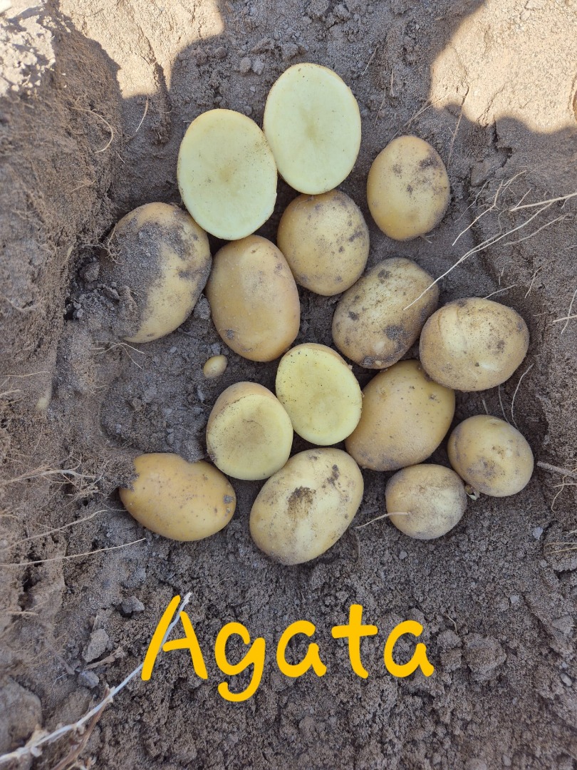We Are A potatoes producers, High Quality Agata and Konkordt Varieties
