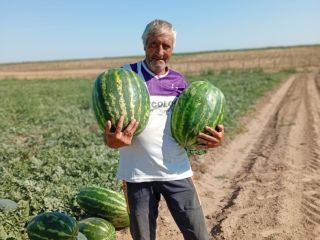 I am selling watermelons of the Lusitana Arashan and