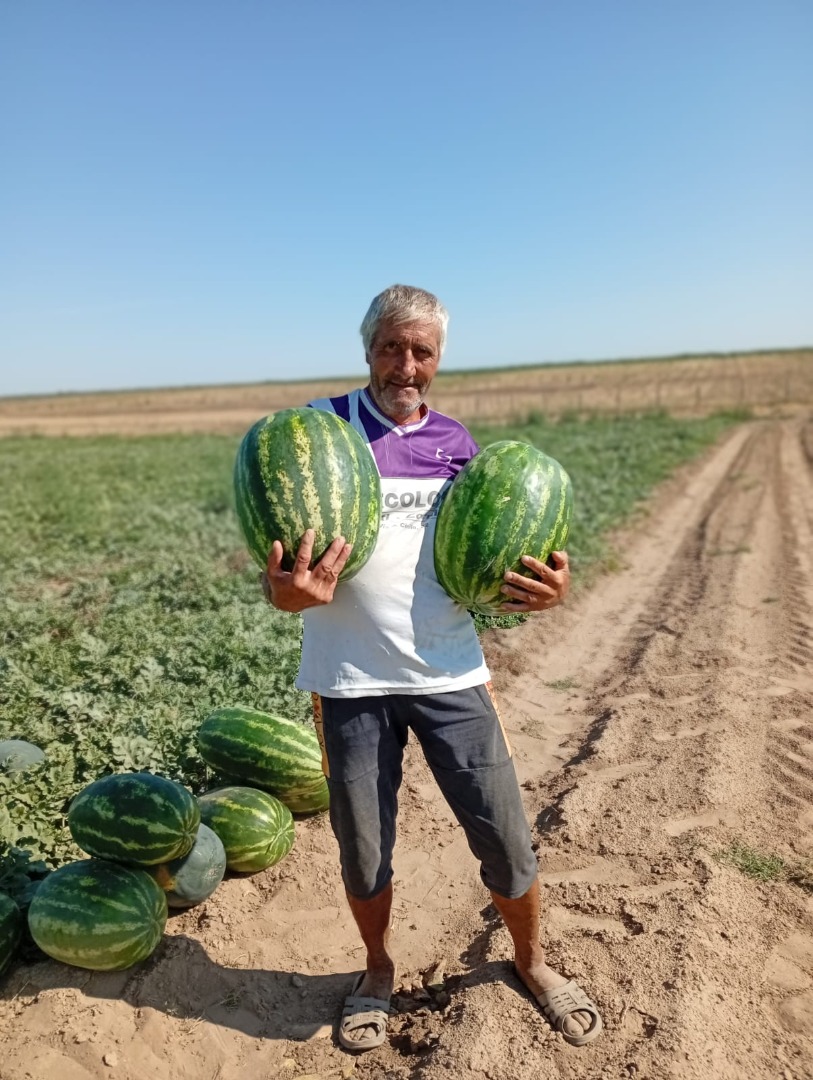 I am selling watermelons of the Lusitana Arashan and Morgan varieties, sweet and juicy, you can find us in Daneti, Dolj district, large quantities available