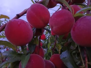 I will sell Harnaś peaches, quantity and date to