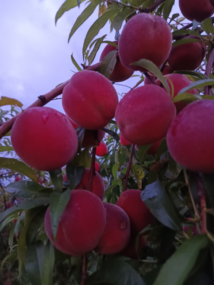 I will sell Harnaś peaches, quantity and date to be agreed
