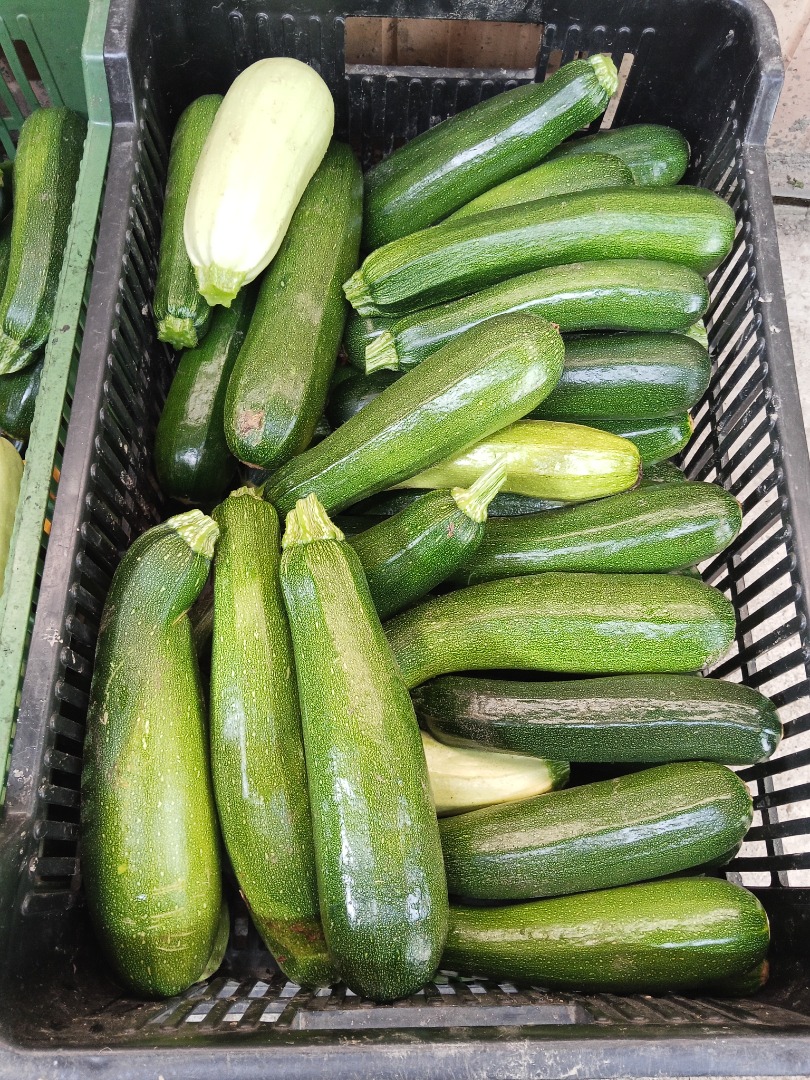 Zucchini for sale Various varieties of fresh Landa As for the size, smaller or larger depends on the needs