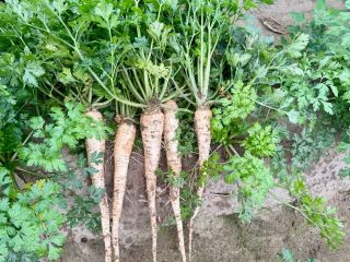 I have very nice long parsley for sale.
