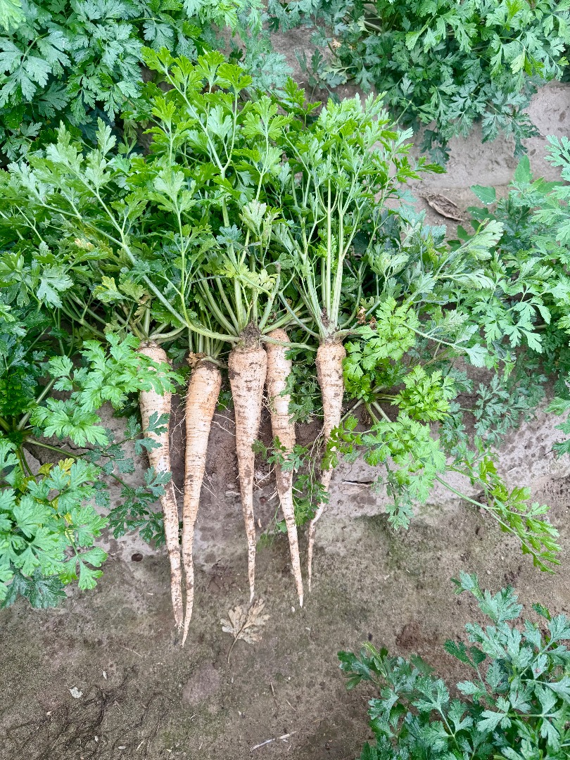 I have very nice long parsley for sale