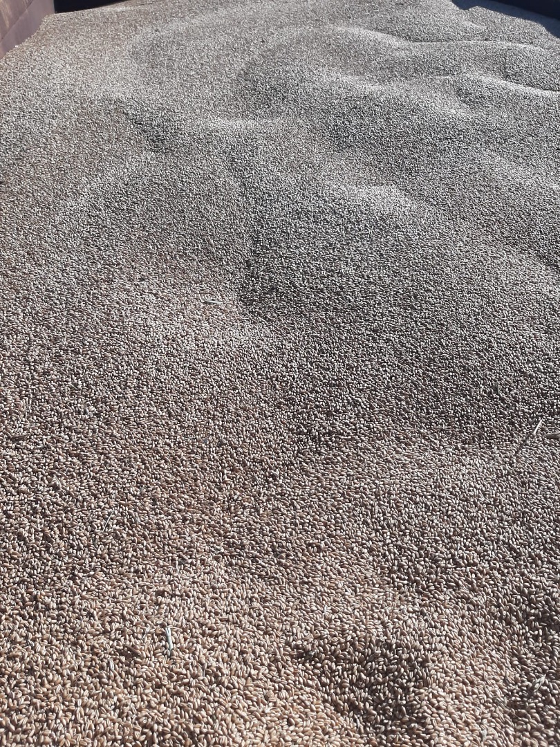 I am selling wheat, harvest 2025