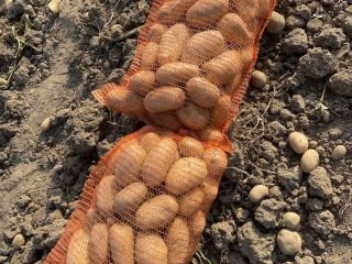 Potatoes are sold wholesale in 25 kg net pallets