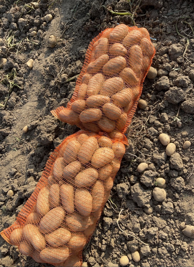 Potatoes are sold wholesale in 25 kg net pallets or 1000 kg big bags