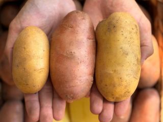 The potatoes are Red Lady. Queen Anne. And Prada.