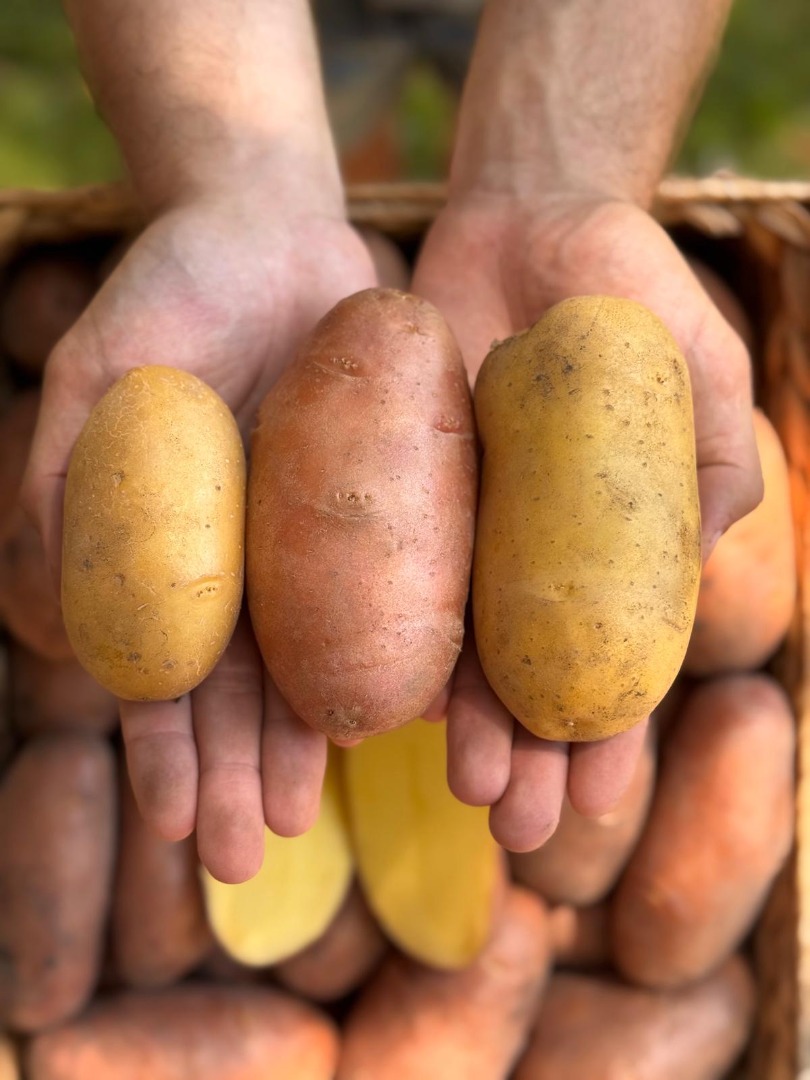 The potatoes are Red Lady