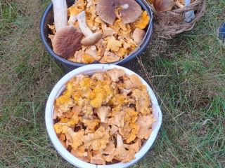 I will sell chanterelles straight from the forest, they