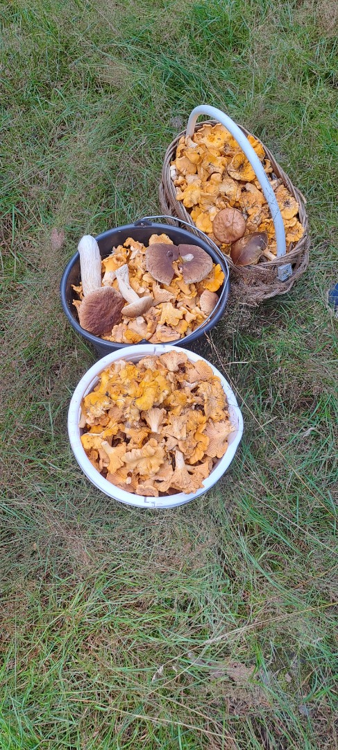 I will sell chanterelles straight from the forest, they will be available on Thursday