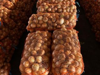 White onion, Braila County, Albina village. Large quantities available.