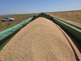 BULK CHICKPEAS FOR SALE – PREMIUM QUALITY Offered by: