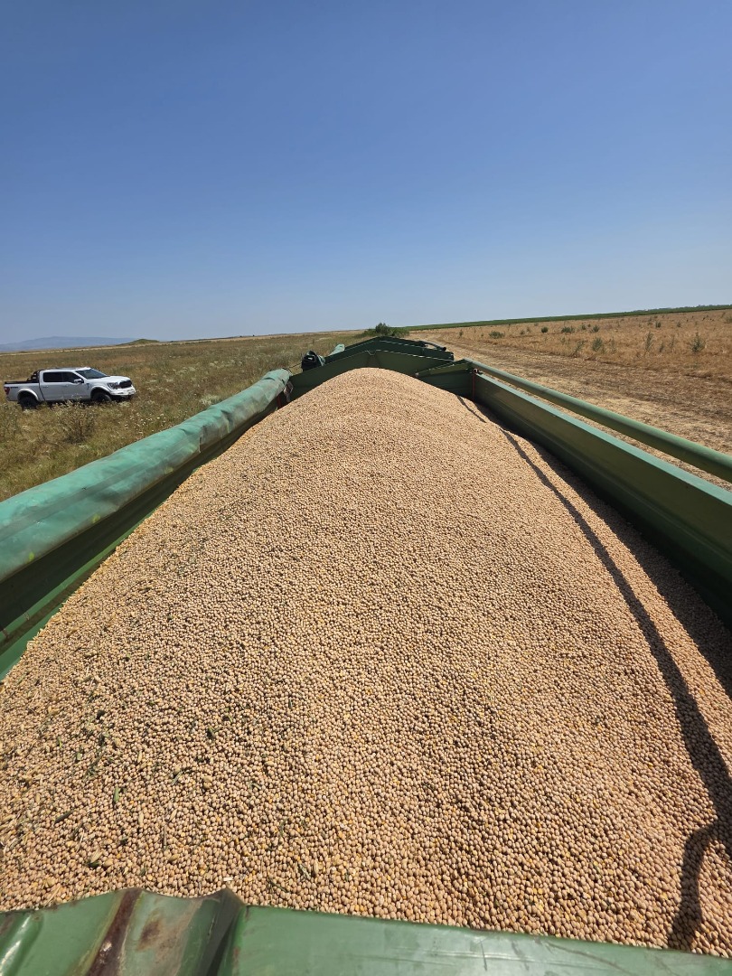 BULK CHICKPEAS FOR SALE – PREMIUM QUALITY Offered by: EUROTRANS CEREALE SRL Delivery from Romania | Transport insured on request Product features: ✅ Clean