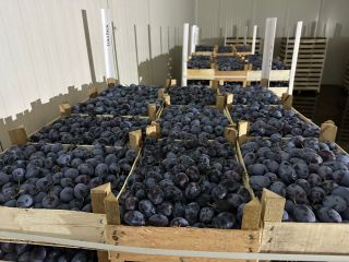 FRESH PLUMS PITESTEANCA, LEPOTITA, KABARDINCA. ORIGIN MOLDOVA. EXW