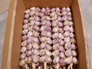 If you're looking for authentic, aromatic Polish garlic, you've