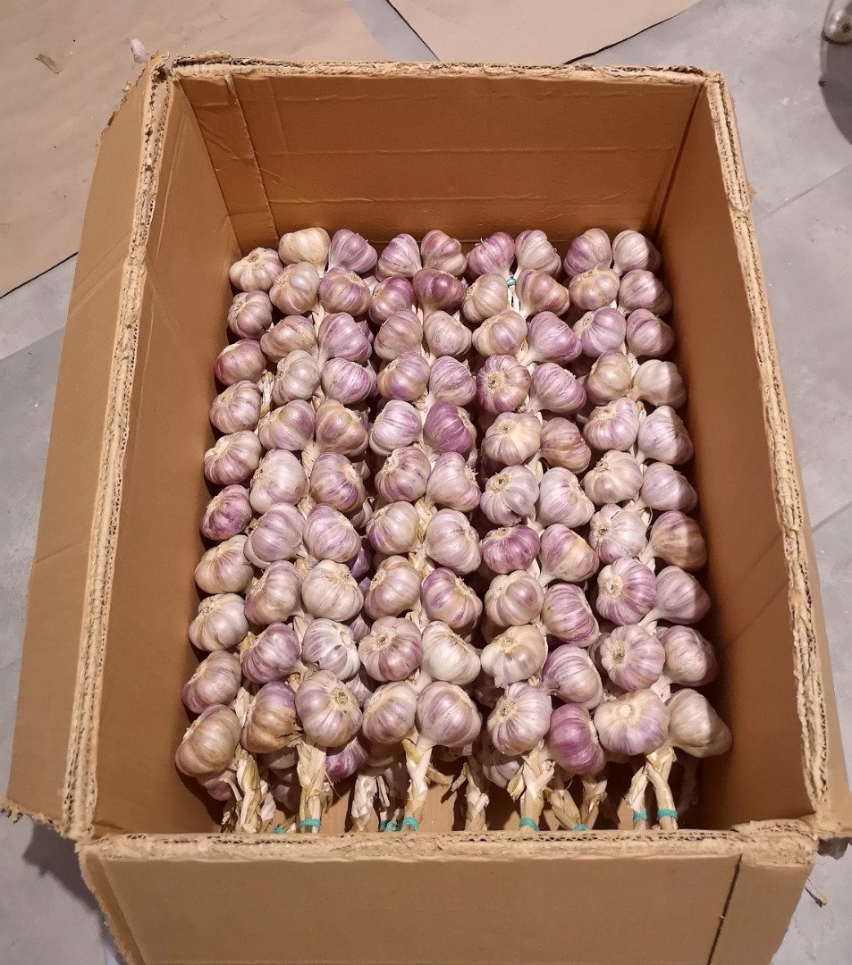 If you're looking for authentic, aromatic Polish garlic, you've come to the right place! We sell Harnaś garlic, from a family farm that's been growing for