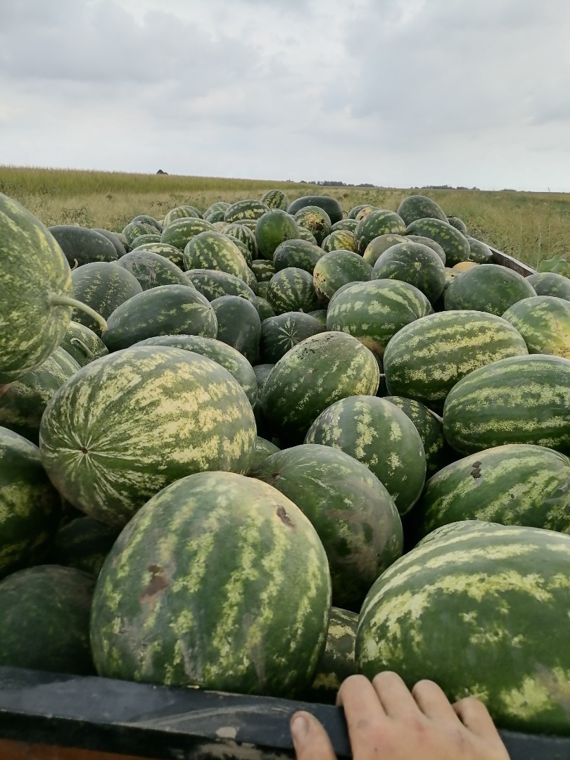 Seller: Lukijan Lazarov Pivnice, Municipality of Bačka Palanka, Serbia – located in the heart of the Bačka region +[phone number] About us: We are a