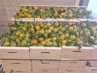 We have Satsuma mandarins (Iwasakis, okitsus, satsumas). These are