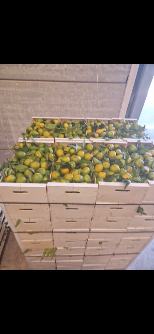 We have Satsuma mandarins (Iwasakis, okitsus, satsumas)