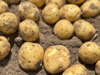 We invite you to purchase fresh Polish potatoes from
