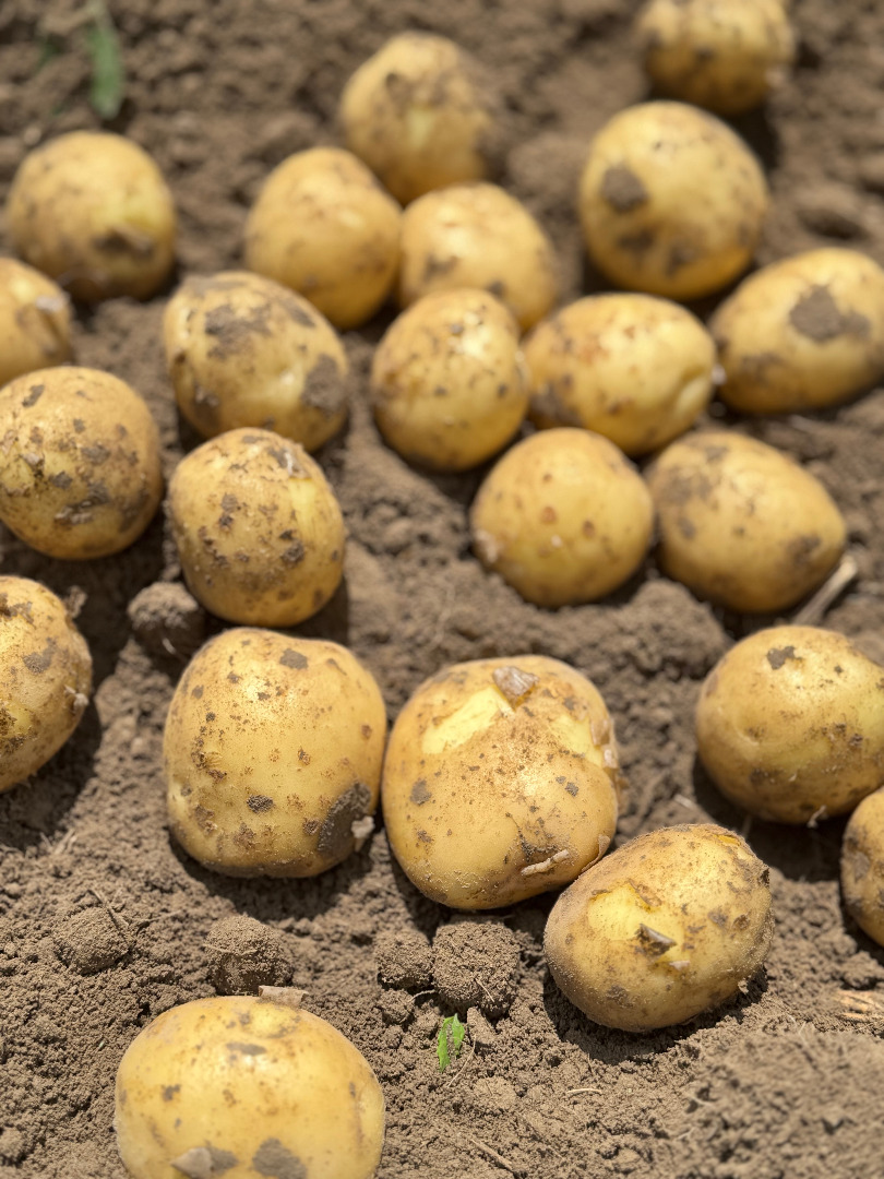 We invite you to purchase fresh Polish potatoes from our farm