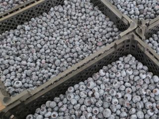 Blueberry for sale 12+ Podkarpackie/Lesser Poland