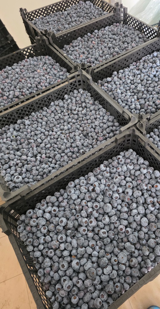 Blueberry for sale 12+ Podkarpackie/Lesser Poland