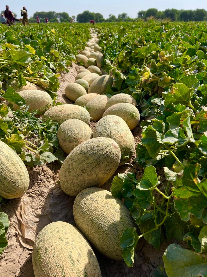 We offer a wide range of food products: fresh watermelons, sweet melons, aromatic coffee, natural dried fruits, and other high-quality goods