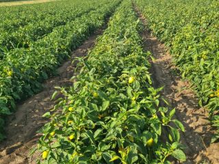 I sell bell peppers from the greenhouse and field