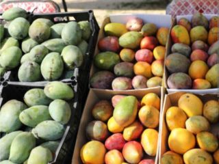 Vand mango egiptean ,cel mai bun din lume .Direct