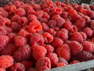 For sale: Extra raspberries 95/5, 90/10, blackcurrants double-cleaned electronically