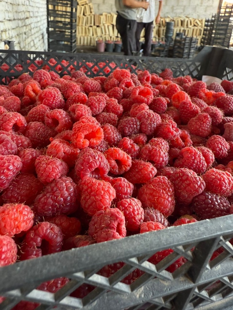 For sale: Extra raspberries 95/5, 90/10, blackcurrants double-cleaned electronically and pitted cherries