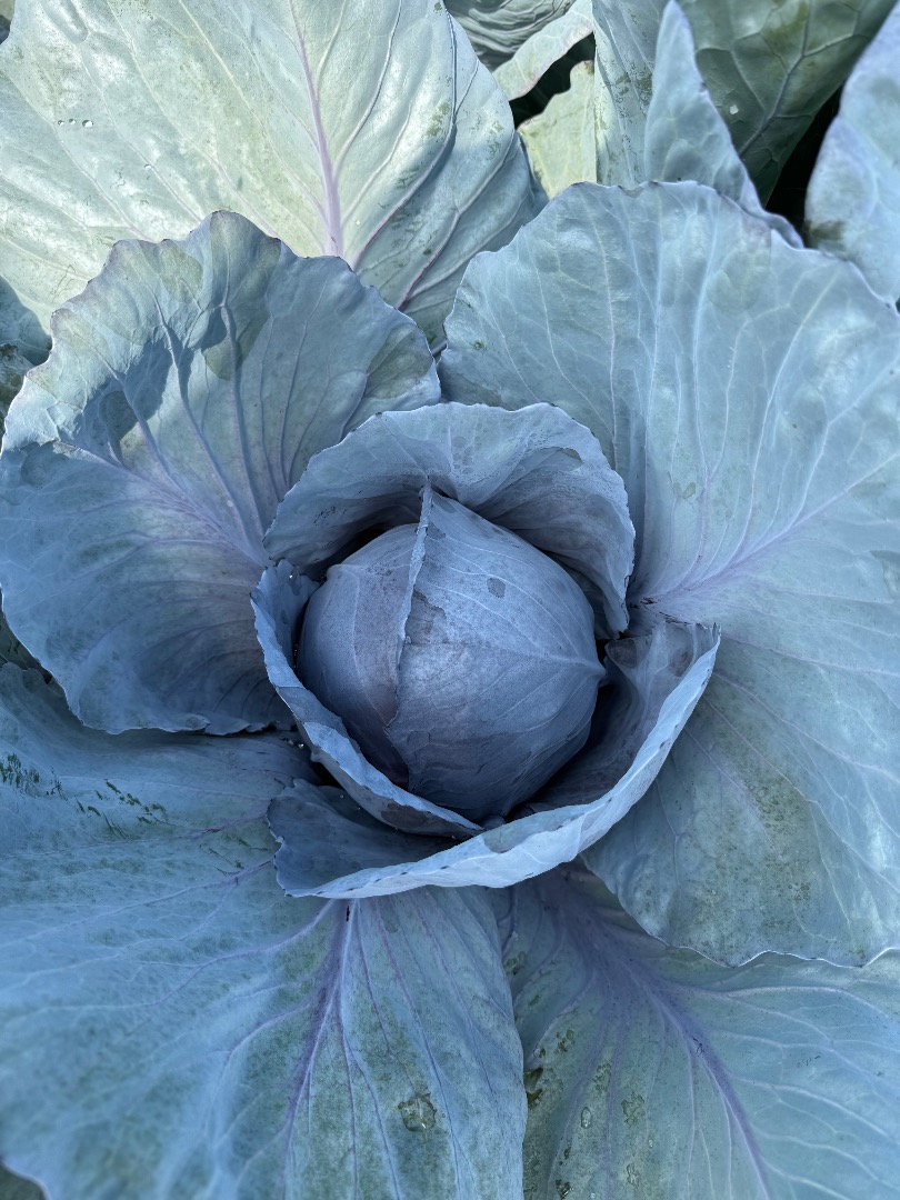 Seller: Marcin Skrzypek Krakow, Poland ⸻ ✅ Red cabbage – fresh, 2025 harvest • Available quantity: ~50 tons • Minimum order: 10 tons • Packaging: mesh bags or