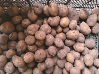I have 5 tons of potatoes for sale. Redsonia